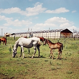 Мангушский конный завод